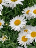 Bellis perennis