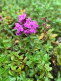 Tomillo Rastrero (Thymus praecox)
