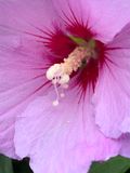 Hibiscus syriacus