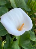 Cala (Zantedeschia aethiopica)