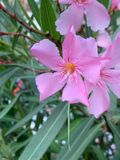 Adelfa (Nerium oleander)