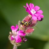 Zesvlekprachtblindwants - Grypocoris sexguttatus