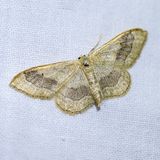 Grijze stipspanner - Idaea aversata