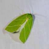 Grote groenuil - Bena bicolorana