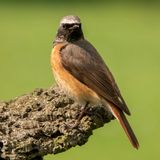 Gekraagde roodstaart - Phoenicurus phoenicurus