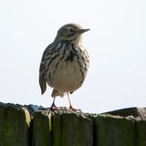 Graspieper - Anthus pratensis