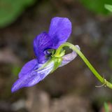 Bleeksporig bosviooltje - Viola riviniana