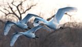 Mom and cygnets flight copy.jpg