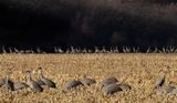 Morning light on cornfield copy.jpg