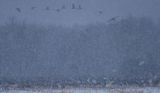 Snowstorm cranes copy.jpg