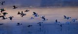 Goldeneye flock copy.jpg