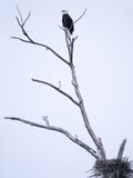 Top of the rookery copy.jpg