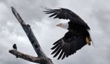 Starling vs Eagle copy.jpg