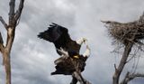 Rookery eagles making young eagles copy.jpg