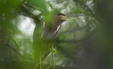 Little Green heron hiding copy.jpg