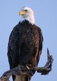 WRR eagle perch II copy.jpg