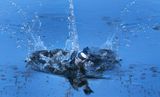 Young kingfisher first dive copy.jpg