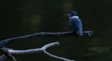 early morning perch copy.jpg
