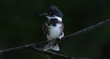 July 17th Kingfisher VI copy.jpg