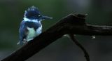 072023 Kingfisher VI copy.jpg