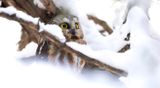 Saw-whet after the storm copy.jpg