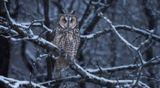 Snowstorm hunting perch copy.jpg