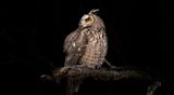 Nervous about hawk flying over copy.jpg