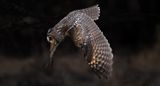 Look out vole! copy.jpg