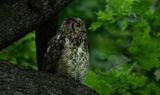 Mom on watch II TNR copy.jpg