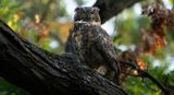 Squirrel for breakfast TNR copy.jpg