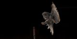 Fence post landing TNR copy.jpg