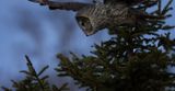 Blue hour attack TNR copy.jpg