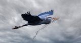 Nesting material haul TNR copy.jpg