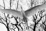 Right over me TNR copy.jpg