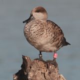 Marbled teal (marmaronetta angustirostris), Clot de Galvany, Spain, Januaary 2023