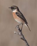 Stonechat (saxicola rubicola), Clot de Galvany, Spain, January 2023