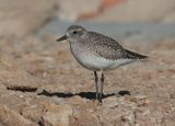 Grey plover (pluvialis squaterola), La Marina, Spain, January 2023