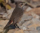 White-spotted bluethroat (luscinia svecica), San Felipe Neri, Spain, January 2023