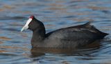 Red-knobbed coot (fulica cristata), El Fondo, Spain, January 2023