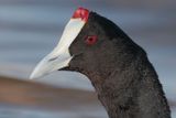 Red-knobbed coot (fulica cristata), El Fondo, Spain, January 2023