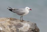 Audouins gull (ichthyaetus audouinii), Saint-Sulpice, Switzerland, April 2024