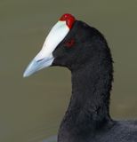 Red-knobbed coot (fulica cristata), El Fondo, Spain, October 2024