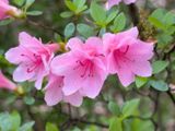 Azalias and Rhododrons-15.jpg