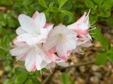 Azalias and Rhododrons-14.jpg