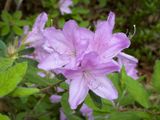 Azalias and Rhododrons-11.jpg