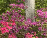 Azalias and Rhododrons-10.jpg