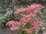 Azalias and Rhododrons-9.jpg