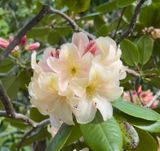Azalias and Rhododrons-8.jpg