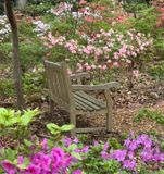 Azalias and Rhododrons-5.jpg