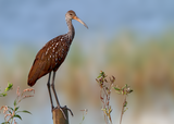 Limpkin